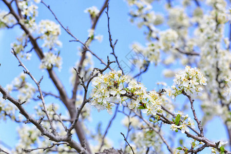 春日户外美丽开花的树特写图片