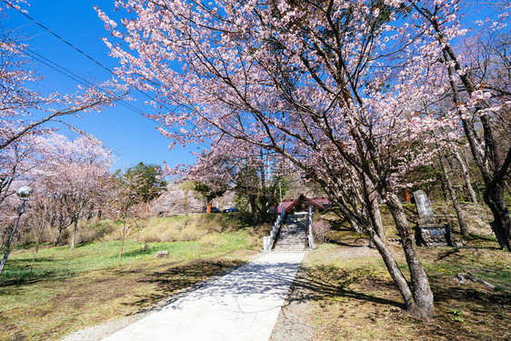 日本神社的樱花图片