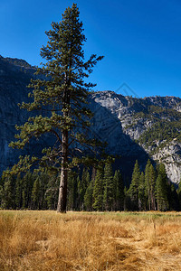 Yosemite公园草图片
