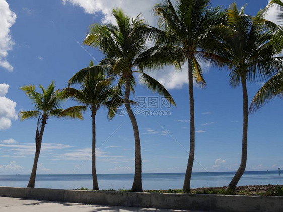 沿SRoosevelt大道海滩的椰子树佛罗里图片