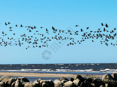 前景为岩石剪影背景为飞鸟剪影的海景图片