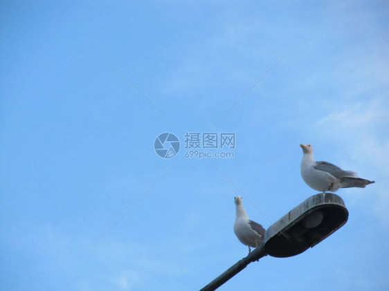 海鸥坐在灯柱上作为背景的蓝天空清亮灯图片