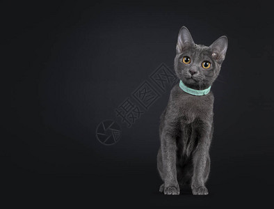 可爱猫咪背景图片 可爱猫咪背景素材 可爱猫咪背景高清图片 摄图网图片下载 第5页