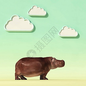 Hippopotamus以圆云为背景的概念工作室背景这是图片