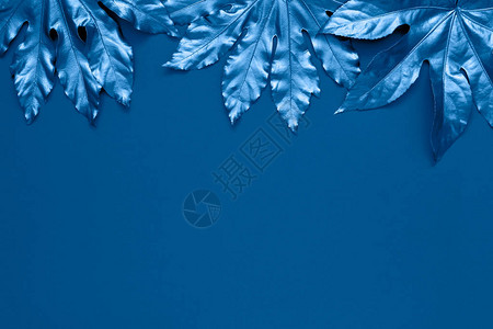 蓝色背景上的蓝色热带树叶最小的夏季异国情调概念与复制空间2020年度代表色经典蓝色调复制图片