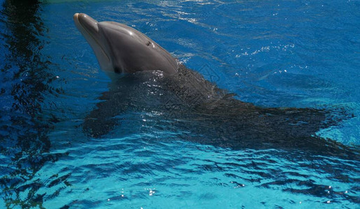 一只海豚在蓝色的水池中游泳鼻子朝天图片