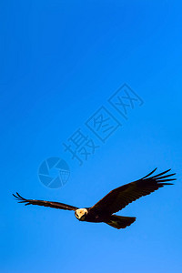 飞鹰鸟西沼泽哈里尔马戏背景图片