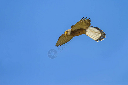 飞行猎鹰蓝天背景凯斯特尔法图片