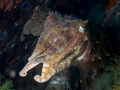 头足类动物章鱼和鱿鱼在它们的栖息地图片