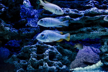 海洋海上生活有鱼和珊瑚的水族馆水下生活在水图片