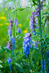 野生植物草药和鲜花老鼠豌豆有蓝色花朵的攀缘植物图片
