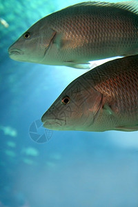 在咸水族馆里游泳的鱼背景图片