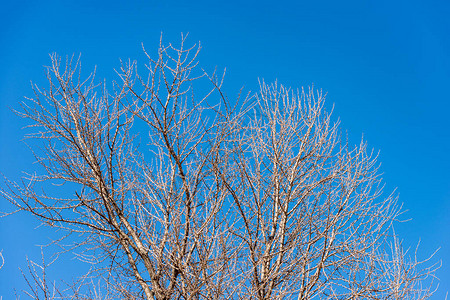 严冬在清蓝的天空中不图片