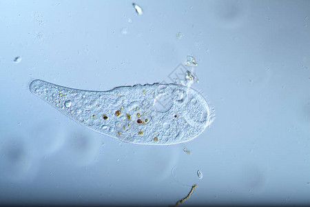 在水滴中作为微型浮游动物图片