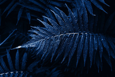 2020年色彩的热带树叶热带装饰蕨类植物的天然经典蓝色背景叶20图片