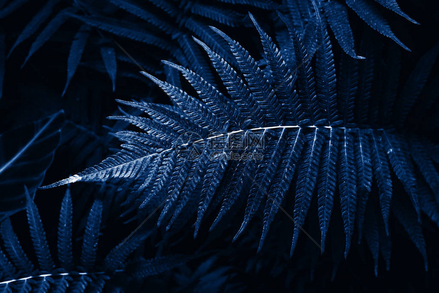 2020年色彩的热带树叶热带装饰蕨类植物的天然经典蓝色背景叶20图片