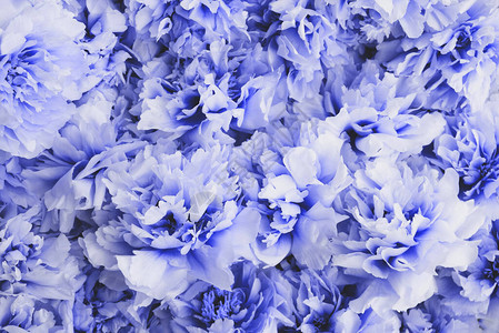 美丽的新鲜蓬松的蓝色牡丹花朵盛开图片