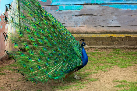 大美鸟雄孔雀扇尾张开侧身观前图片素材