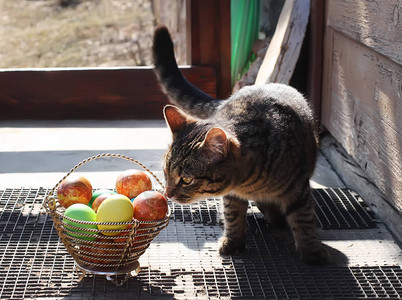 画 猫在农村房子门口的篮子里带着丰富多彩复活节鸡背景