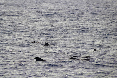 迁徙的领航鲸群图片