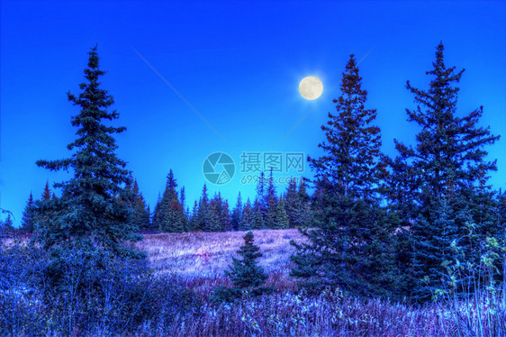 满月照亮了秋天的阿拉斯加云杉林图片