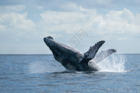 太平洋背景的鲸鱼在墨西哥卡波图片