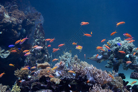 海底的珊瑚和热带鱼图片