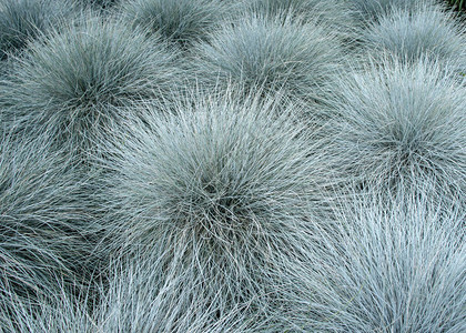 Bluefescue草原家庭植物图片
