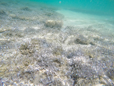 海洋生物的水下场景图片