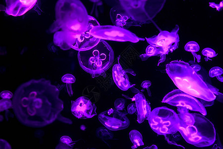 Jellyfish在水族馆中游泳和移动图片