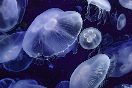 美丽的透明水母的图图片