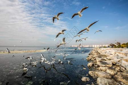 海鸥鸟在蓝天空背景的飞行中展翅飞翔土耳其IzmirKarsiyakaMavi图片