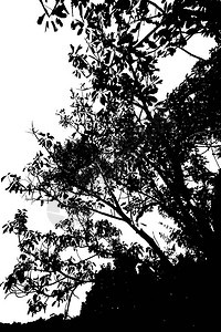 树对天空的剪影图片
