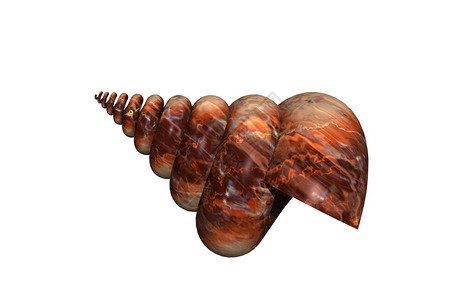 石纹螺旋蜗牛壳图片