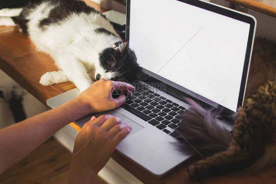 在笔记本电脑上工作的人用空屏幕和可爱猫咪睡在键盘上图片