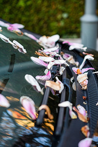 车挡风玻璃上的多木兰花瓣在停车场的一辆车上图片