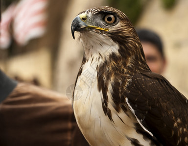 猎鸟的肖像很可图片素材