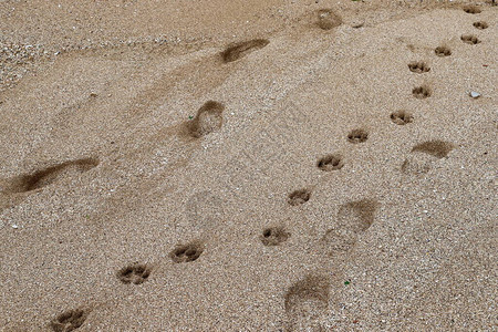 地中海岸沙滩上的脚印以色列图片