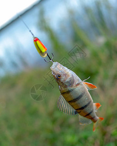 钓到鲈鱼的挂在湖背景的鱼饵上图片