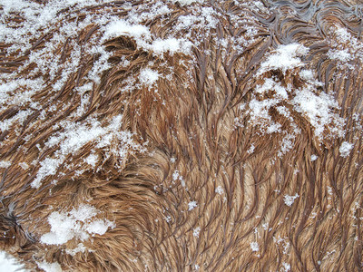 马的毛发被湿雪花覆盖山地在背景图片