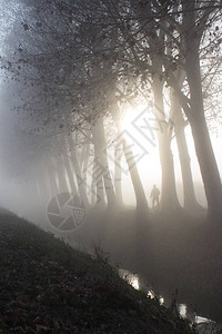 在树之间以黎明的雾由图片