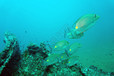 成群结队的鱼沿着珊瑚游图片