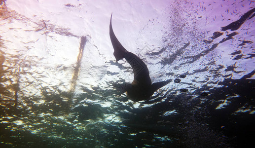 为寻找浮游生物而爬图片