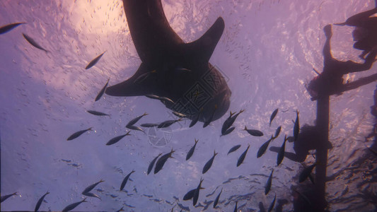 为寻找浮游生物而爬图片