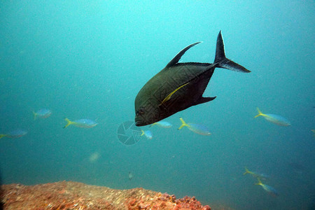 水下世界惊人的生物和鱼群的神图片