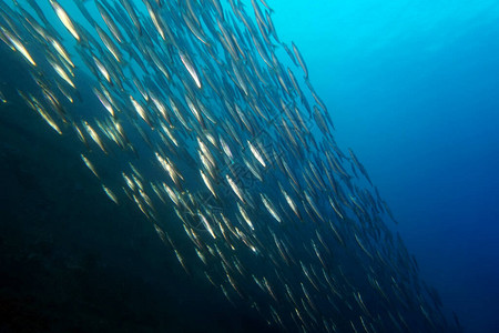 成群结队的鱼在海湾里游离危险图片