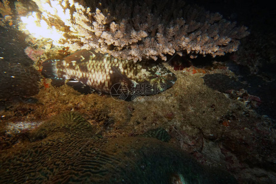 水下世界惊人的生物和鱼群的神图片