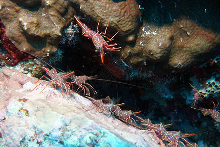 珊瑚礁洞穴里的红图片