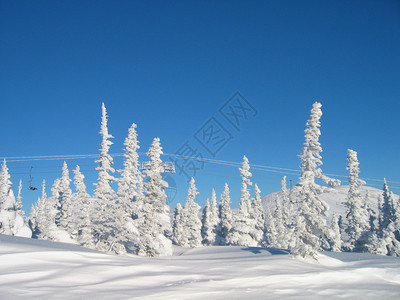 滑雪胜地雪中的云杉图片