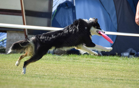 飞盘比赛的狗可以飞图片